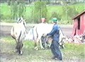 Hestparing i Skreddarstuggu
